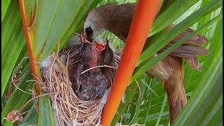 Baby birds  yellow vented bulbul from hatching to chicks fledging 16days in 8mins [upl. by Ardin422]