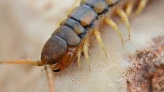 רבנדל ארסי  Megarian banded centipede Scolopendra cingulata [upl. by Iris711]