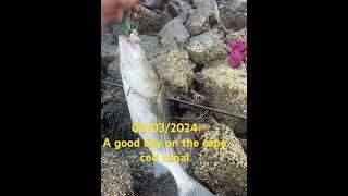 Striped bass fishing cape cod canal [upl. by Dobbins]