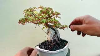 2 minute bonsai OLD Jap Maple on rock [upl. by Pleione]