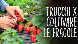 COLTIVARE LE FRAGOLE🍓🍓🍓  TUTTI I TRUCCHI  ORTO E GIARDINAGGIO [upl. by Anifesoj]