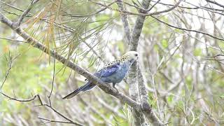 Paleheaded Rosella Hervey Bay Qld [upl. by Hiroko]