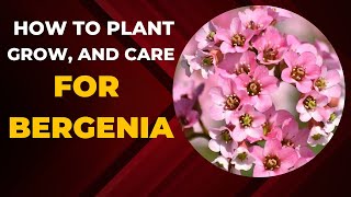 How to Plant Grow and Care for Bergenia [upl. by Arhaz80]