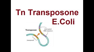 Tn Transposons in E coli  Types of transposons  2024 [upl. by Beret]