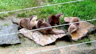 Kleinklauwotters geluid  Oriental smallclawed otters sound  Olmense ZOO [upl. by Clough19]