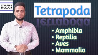 Tetrapoda Classification Animal Kingdom  Amphibia  Reptiles  Aves  Mammal  Ziyaans Biology [upl. by Pietra413]