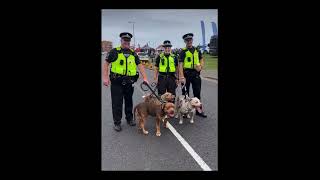 UK Police  Stand Proud With XL Bully’s amp Pose For Pictures 🇬🇧UKMWshorts [upl. by Odo]