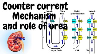 Counter current mechanism and role of urea [upl. by Cheslie677]