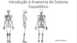 Introdução à Anatomia do Sistema Esquelético  Parte 2 [upl. by Vallery786]