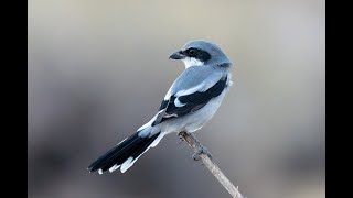 Loggerhead Shrikes Sever Spinal Cords and Impale Prey [upl. by Ssac]