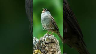 Goldencrowned Sparrow Singing [upl. by Alcott]