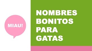 Nombres bonitos para gatas [upl. by Pammy]