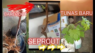 Penanganan Bareroot Anggur Jenis Baikonur New [upl. by Tunnell]