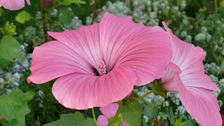 Enjoy Beautiful Flower  Lavatera [upl. by Garik]