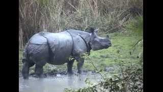 Great onehorned Rhinoceros  the largest of Rhino species [upl. by Jueta]