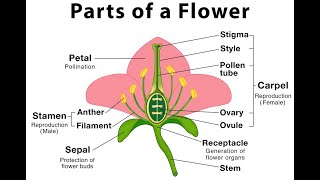 Typical flower structure Types of reproduction in plants [upl. by Constancy731]