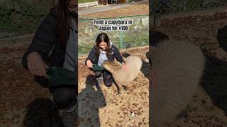 Feed And Play With Capybara In Japan travel [upl. by Dickinson474]