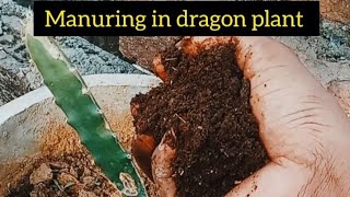 manuring in dragon fruit plant farming dragonfruitcultivation dragonfruitfarming horticulture [upl. by Goldman]