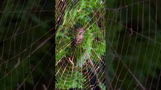 Spinnennetz spiderweb spiderwebs spinnennetz [upl. by Recneps]