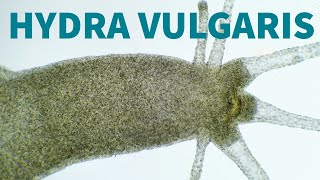 Hydra Vulgaris under the microscope [upl. by Amalea]