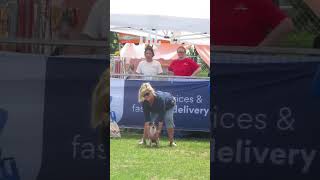 Woofstock 2024 Chihuahua Chase [upl. by Carmelita305]