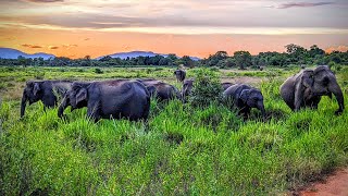 Wild Elephant Watching Wasgamuwa National Park Sri Lanka  Contact  0719696699 visitsrilanka [upl. by Glynnis]