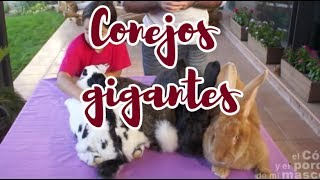 CONEJO Conejos gigantes ¡Una raza espectacular [upl. by Gyasi130]