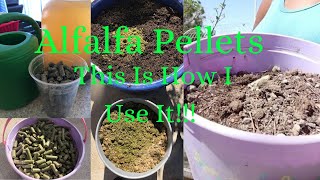 3 Ways I Use Alfalfa Pellets To Fertilize My Plants And Trees [upl. by Pinto]