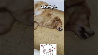 Why Is My Dog Shaking Like That Explained shorts animals shortsviral [upl. by Eidnil831]