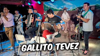 GALLITO TEVEZ  FESTIVAL DEL TANICU 2024 Los Cerrillos Santiago del Estero [upl. by Alithia]