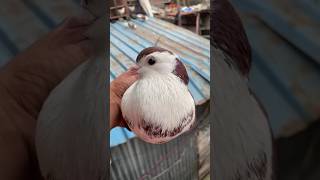 Shiraji pigeon bird trending kabutar pigeonbird yttrending ytviral ytshorts [upl. by Ahsinra]