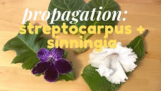 Leaf Propagation Streptocarpus Sinningia Florist Gloxinia [upl. by Solram35]