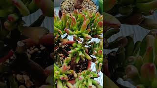 CRASSULA OVATA GOLLUM BONSAI 🌱plants garden succulent shorts [upl. by Acalia]