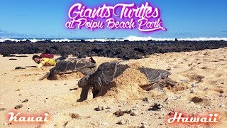 Tortues Géantes sur la plage à Hawaï  île de Kauai [upl. by Ahrat]