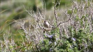 Balearic Warbler Boquer Valley [upl. by Jeannine]