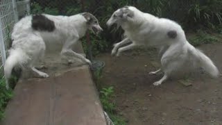 Borzoi Dogs Playing Fighting [upl. by Clover]