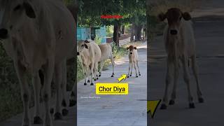 Kaalu Or Roxi  Chor Diya Bachhe Ko animalsneedpeople cow pets animals dog shorts video [upl. by Onirefes244]