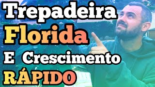 Trepadeira para Pergolado  Trepadeira que Cresce Rápido [upl. by Kwapong]