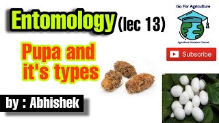 Pupa and its types • Insect Metamorphosis • Entomology lecture 13 • Go For Agriculture [upl. by Mccormick]