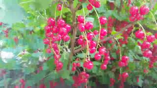 Red Currant  Rode bes  Aalbes  Ribes rubrum [upl. by Ecaj600]