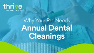 Why Your Pet Needs Annual Dental Cleanings [upl. by Bucella]