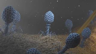 T4 Phage attacking Ecoli [upl. by Nivaj]