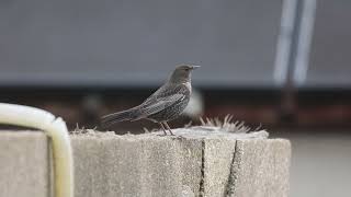 Merle à plastron  Ring Ouzel Turdus torquatus [upl. by Wende839]