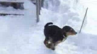 Katie Lucy and Ernie the airedales playing in the snow [upl. by Ardie]