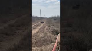 South Texas javelina hunting goldtip hunting [upl. by Melliw]