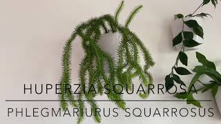 Huperzia Squarrosa Phlegmariurus squarrosus Showcasing my specimen and showing propagation nodes [upl. by Atims773]