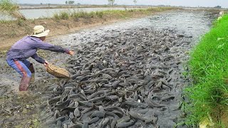 Best Simple Fishing 2025  Catching copper fish amp catfish amp copper snakehead fish in the Cultivation [upl. by Naujet]