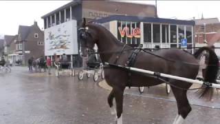 STEENWIJK PAARD IN ACTIE [upl. by Alison47]