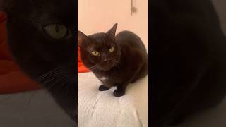 É PICCOLINO E BELLINO cat comment catlover cute viralvideo kitten pets like youtubeshorts [upl. by Lehcnom]