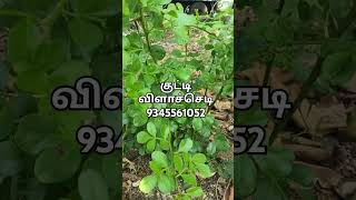 Kutty Villa garden vilachedi village skincare haircare babycare herbal herbalife nature [upl. by Engis]